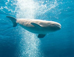 ht_beluga_whale1_061022_ssh ht_beluga_whale1_061022_ssh