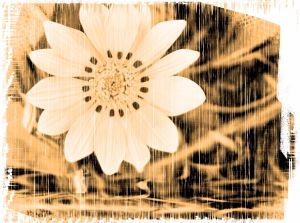 1143942_grunge_daisy