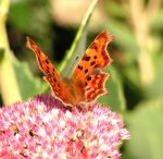 596217_comma_butterfly