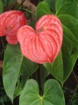 1253868_leaf_and_flower_heart