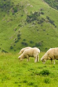 1141455_grazing_sheep_1