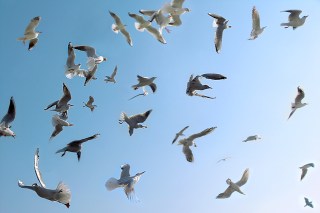 seagulls-639x426
